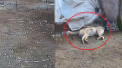 Diyarbakır’da, kopan elektrik teline temas eden köpek akıma kapılıp öldü