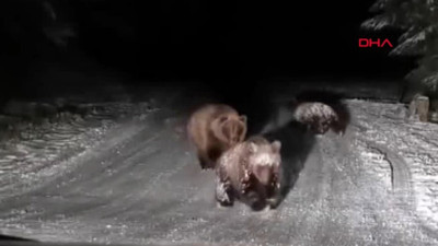 Bolu’da oyun oynayan 3 ayı yüzleri gülümsetti