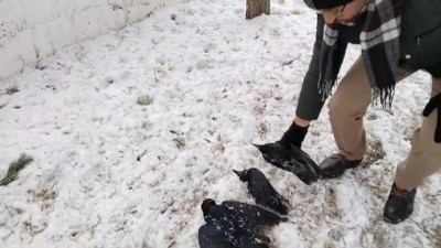 Erzincan’da kargalar donarak telef oldu!