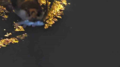 Zonguldak’ta su samurunun balık avı kamerada