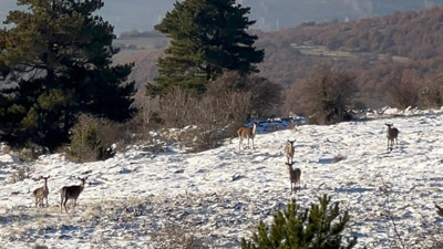 Bolu’da Karaca sürüsü böyle görüntülendi