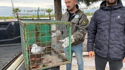 Motosikletiyle kahraman gibi martıyı kurtardı