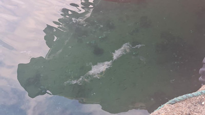 Çanakkale Boğazı'nda tespit edildi! Balıkçılar tedirgin...