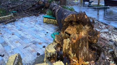 Fırtına asırlık ağacı devirdi