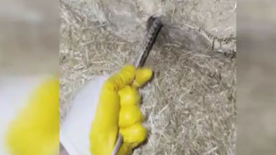 Yumurta çalan yılana akılalmaz ceza. Yurdum insanı bunu da yaptı
