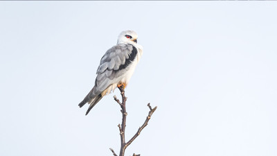 Marmara’da görüntülendi: Çiftçinin dostu
