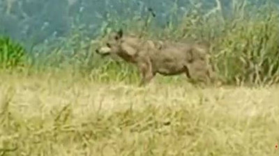 Bilecik'te canavar kamerada