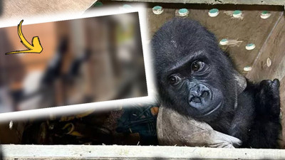 Gorille yakalanan Tayland'daki şüphelinin çiftliğine baskın düzenlendi: Çıkanlar şoke etti