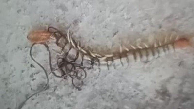 Kırkayağın içinden çıktı. Şaşkına döndü