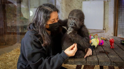İstanbul Havalimanı'nda yakalanan yavru gorilin son hali ortaya çıktı