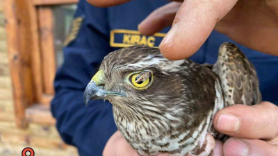 Jandarma atmacayı koruma altına aldı