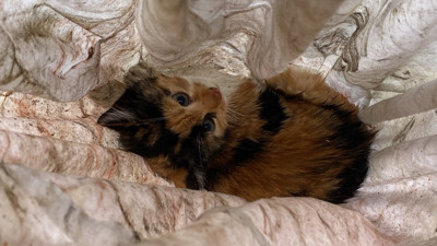 Kocaeli'nde yavru kedi ekipleri ayağa kaldırdı!