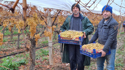 Dünyaca ünlü: Yılbaşı sofraları için Manisa'dan yola çıktı