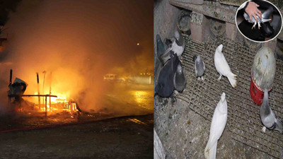 Alevlerin arasına daldılar güvercinleri kurtardılar