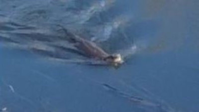 Su samuru Ardahan’da görüntülendi: Nesli tükenme tehlikesi altında