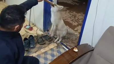 Elazığ’da aç kalan tilkiyi her akşam elleriyle besliyor