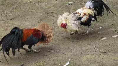 Bunu yapacaklar dikkat! 41 bin 350 lira cezası var