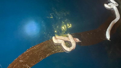 O hareketi yaptığı için 39 milyon TL ceza kezildi