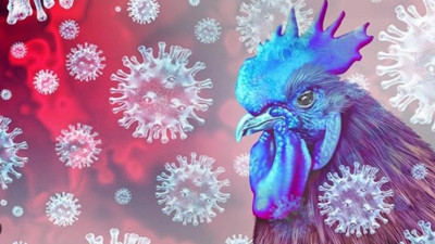 Afyonkarahisar'da tavuk çiftliğinde kuş gribi alarmı verildi