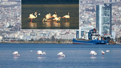 İzmir Körfezi, Flamingolar ve pelikanlar renklendi