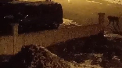 Gümüşhane Kelkit’te ilginç görüntü! Vaşak ve kangal köpeği yan yana