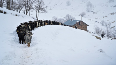Muş’ta besiciler, yem ve samandan tasarruf etmek için karla mücadele ediyorlar