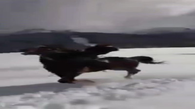 Atın üstündeki eğlence hüsranla bitti