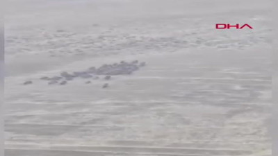 Elazığ’da, domuz sürüsü görüntülendi