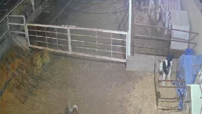 Kayseri'de aç kurt çiftliği bastı, ortalığı dağıttı