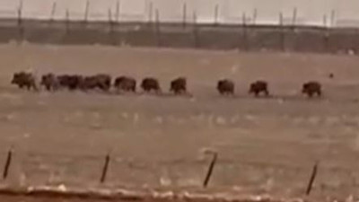 Domuz sürüsü kamerada