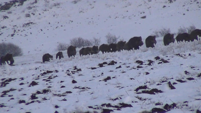 Sürü halinde görüldüler! Bölgede çekim yapan gazeteciler, bir anda neye uğradığını şaşırdılar