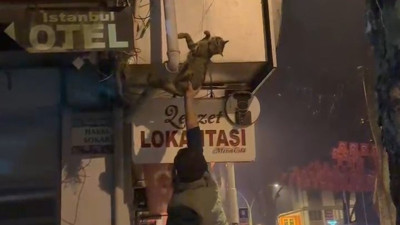 İznik’te kablolara dolanan kedi kurtarıldı