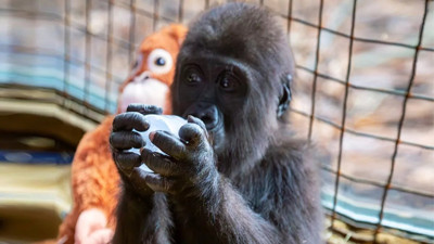Yavru gorilin adı kondu