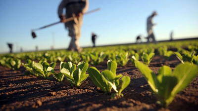 İklim değişikliği Türkiye'nin pamuk üretim haritasını değiştirebilir