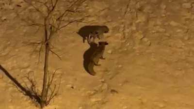 Tilkilerin kar eğlencesi