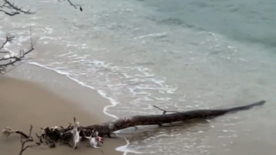 Su samuru balığı keyifle yerken görüntülendi