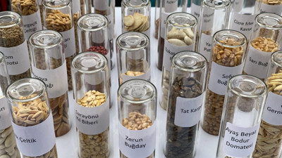 Ata tohumları satışa çıkıyor