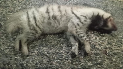 Nesli tükenmekte olan çizgili sırtlana araba çarptı