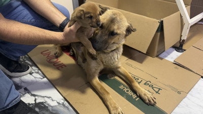 Anne köpeğin hikayesi yüreklere dokundu