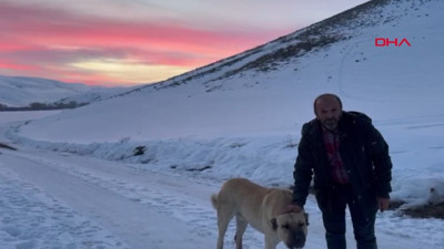 Kahraman 'Kral', çobanı kurtlardan kurtardı