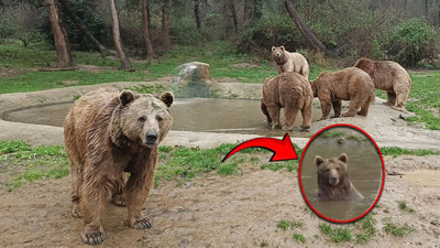 Ayı barınaktan firar etti! Bölge sakinleri alarmda