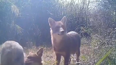 Vahşi doğa fotokapanda