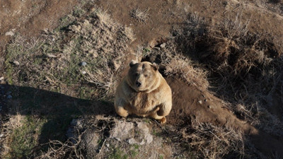 Drone gören ayı şoke oldu