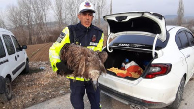 Yaralı akbabaya jandarma sahip çıktı