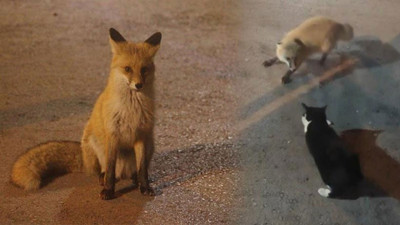 Kedi ve tilkinin yemek kavgasını kedi kazandı