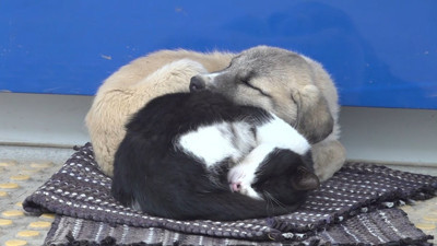 Yürekleri ısıtan dostluk! Birlikte uyuyan kedi ve köpek görenleri şaşırttı