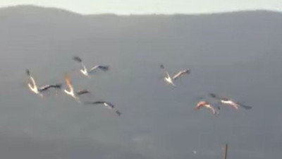 Flamingolar Balıkesir Burhaniye'yi mesken tuttu