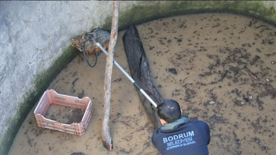 Bodrum’da tilki kurtarma operasyonu