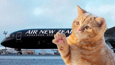 Kedi Mittens'tan rekor uçuş! 24 saatte iki ülkeye gitti