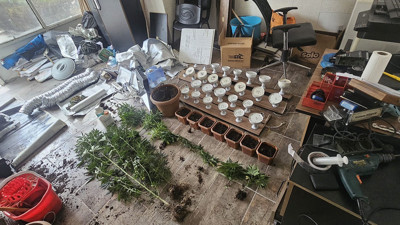 Adana’da işyerini esrar bahçesine çevirmiş: Üretime başlamış